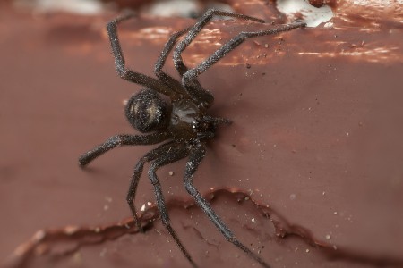 Steatoda grossa 